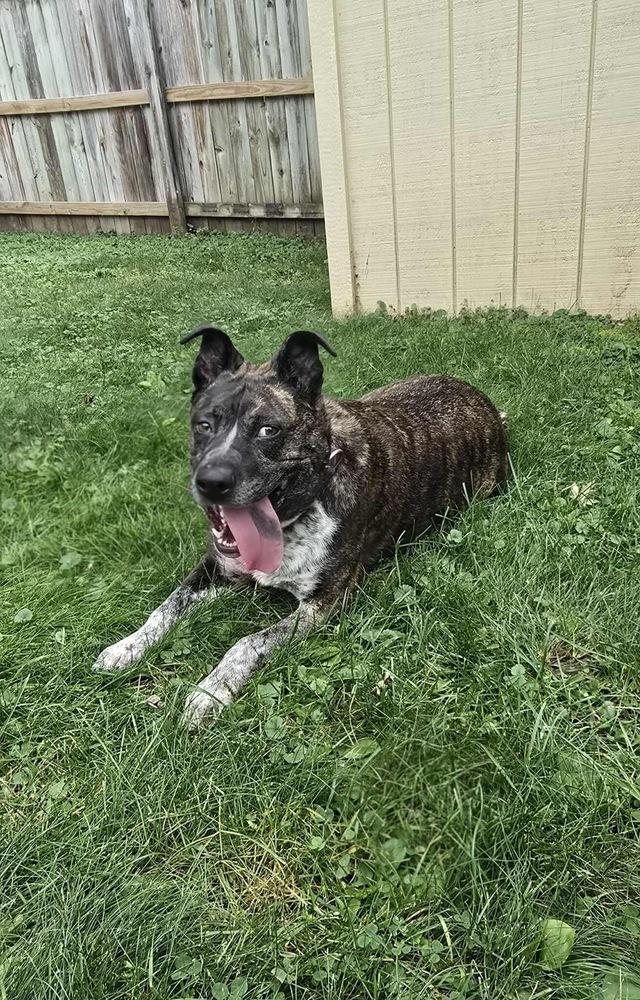 Charlotte, a Adoptable mixed breed in Rockland, WI image 6/6