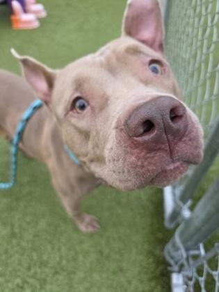 Enlarge Khloe, a Adoptable mixed breed in Savannah, GA image 1/3