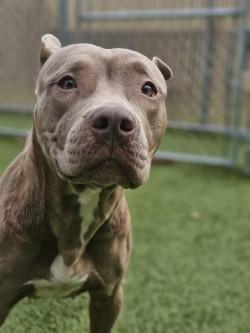 Enlarge Khloe, a Adoptable mixed breed in Savannah, GA image 2/3