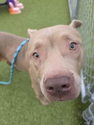 Enlarge Khloe, a Adoptable mixed breed in Savannah, GA image 3/3