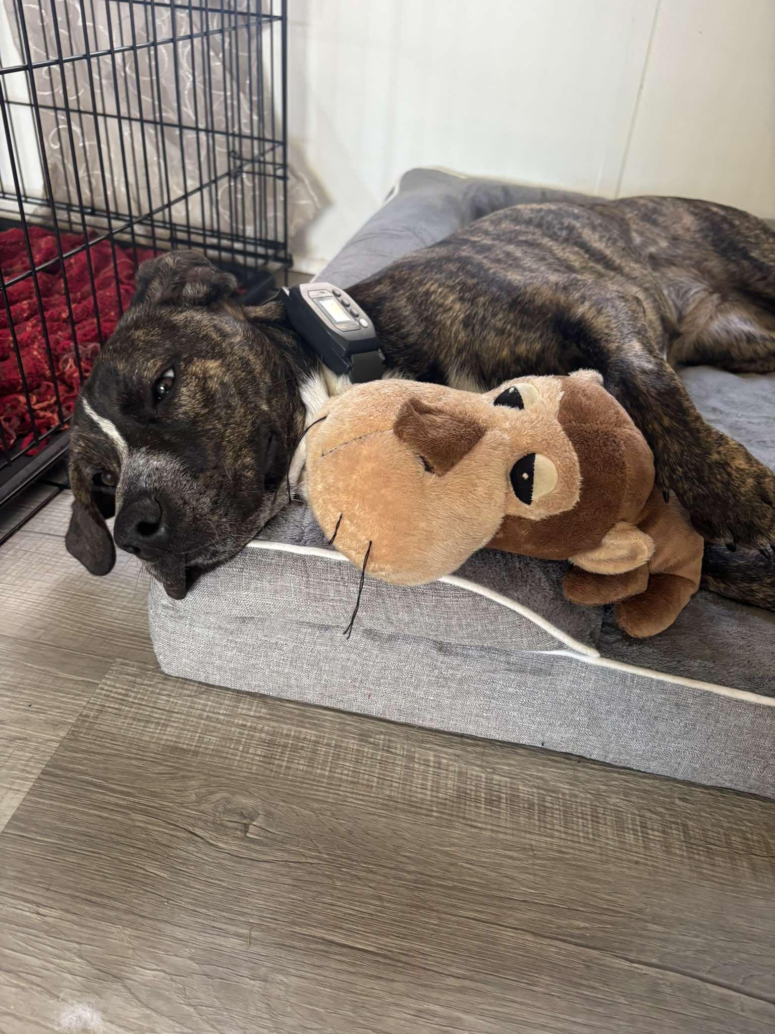 Enlarge Marcy, a ADOPTABLE mixed breed in Mount Airy, NC image 1/5