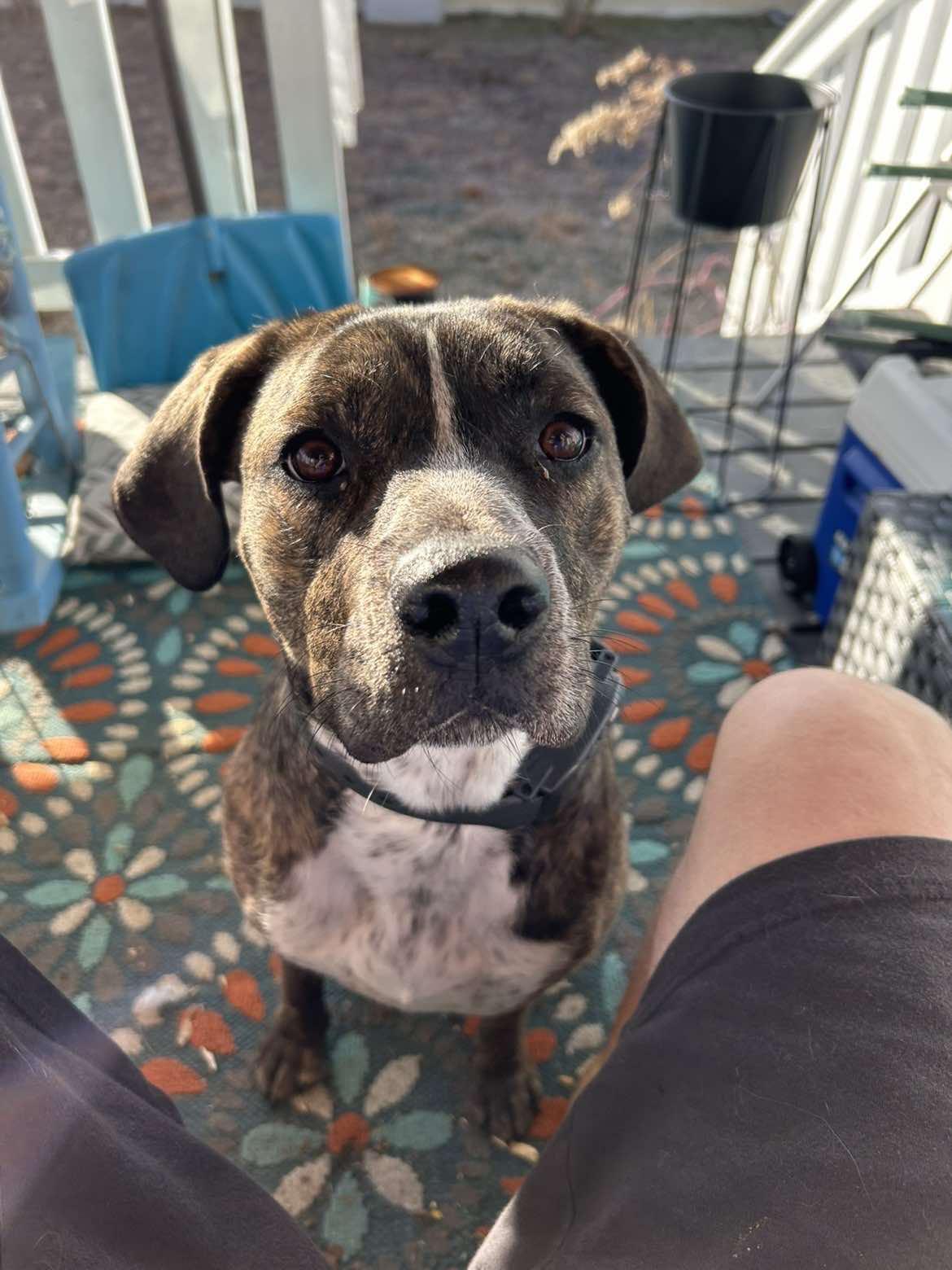 Enlarge Marcy, a ADOPTABLE mixed breed in Mount Airy, NC image 4/5