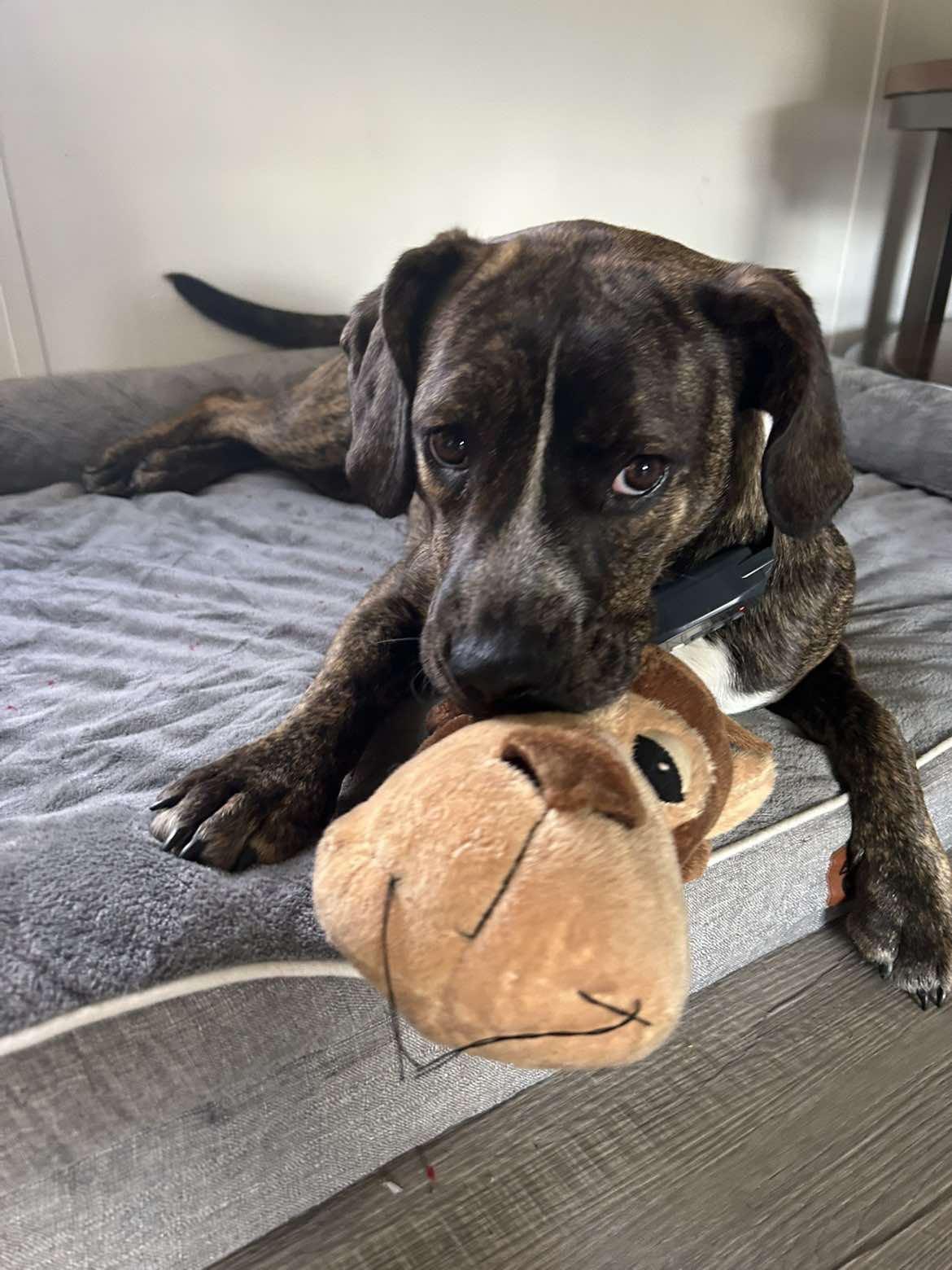 Enlarge Marcy, a ADOPTABLE mixed breed in Mount Airy, NC image 5/5