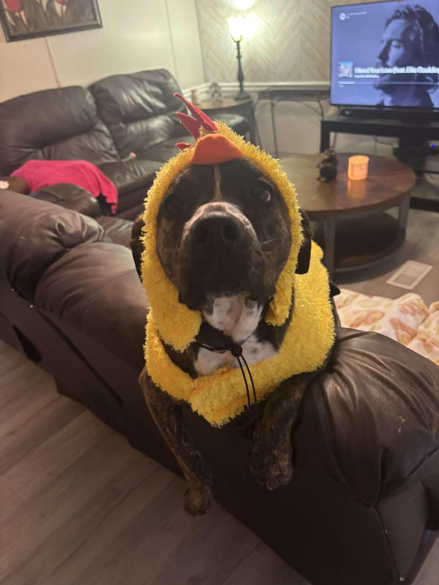 Enlarge Marcy, a ADOPTABLE mixed breed in Mount Airy, NC image 2/5