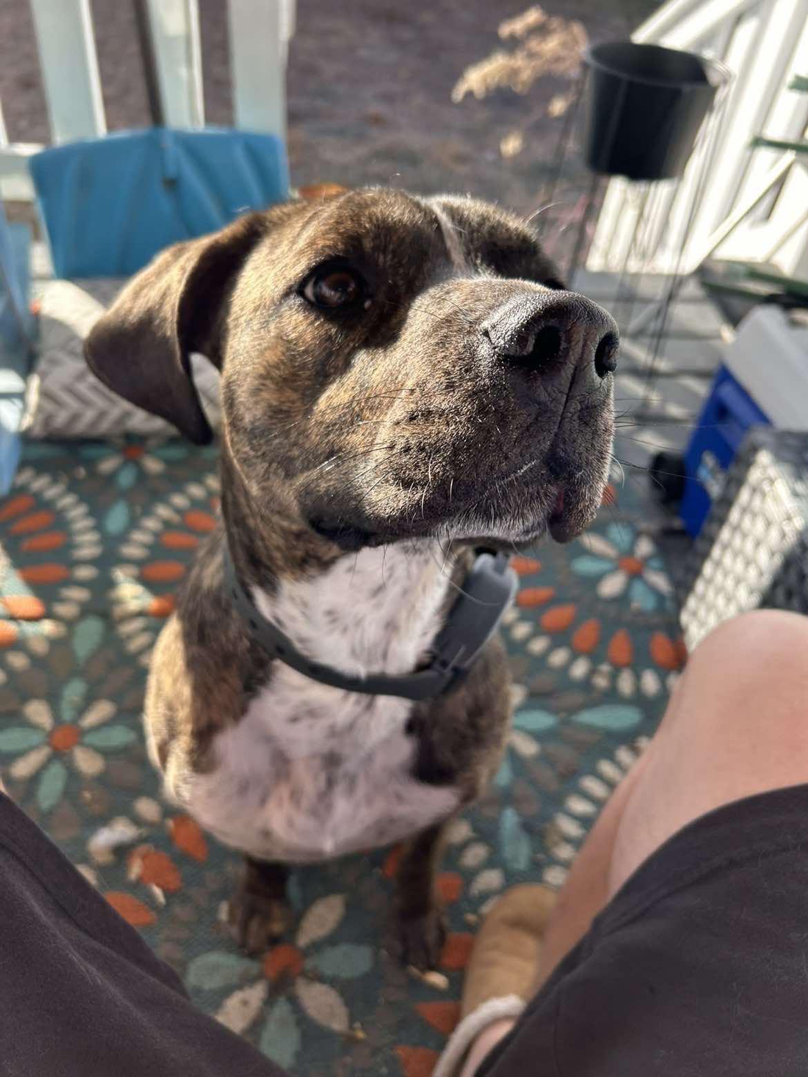 Enlarge Marcy, a ADOPTABLE mixed breed in Mount Airy, NC image 3/5