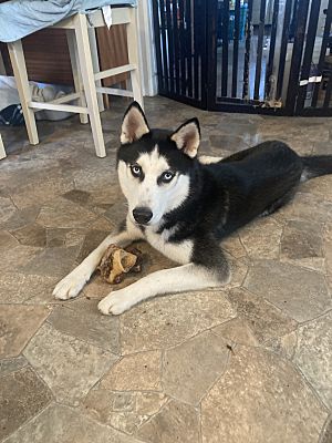 Sky, a Adopted Siberian Husky in Claymont, DE image 1/4