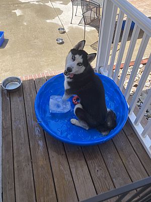 Sky, a Adopted Siberian Husky in Claymont, DE image 2/4