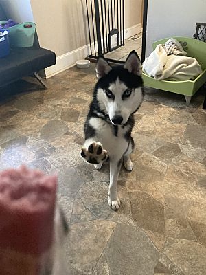 Sky, a Adopted Siberian Husky in Claymont, DE image 3/4