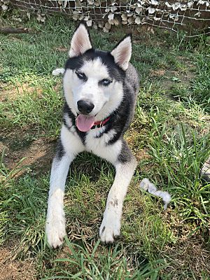 Sky, a Adopted Siberian Husky in Claymont, DE image 4/4