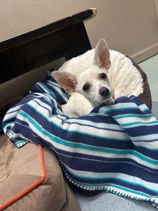 Mr Business, an adoptable Chihuahua in Steamboat Springs, CO, 80477 | Photo Image 1