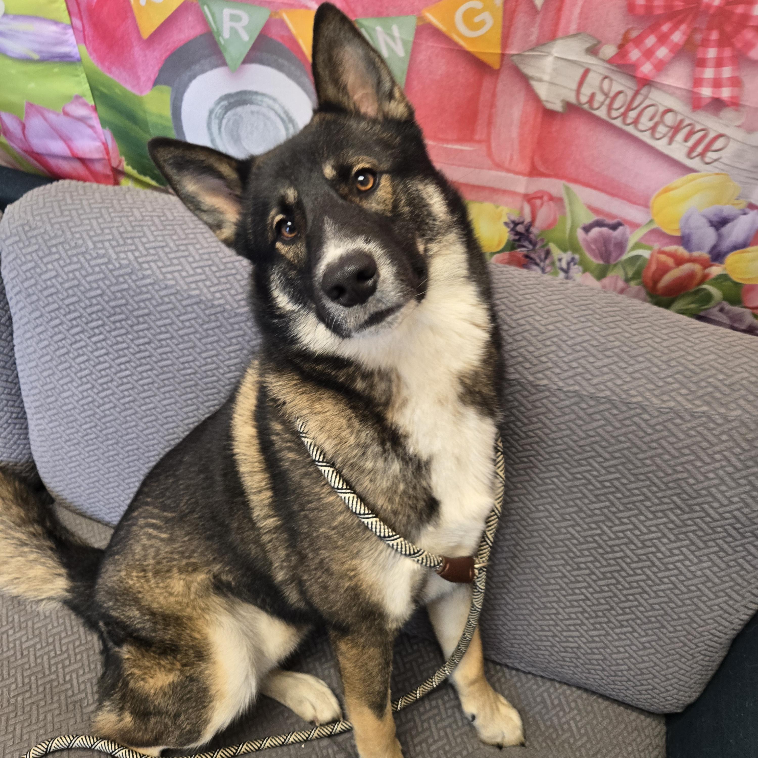 Enlarge Scooby Doo, a Adoptable mixed breed in Normal, IL image 2/5