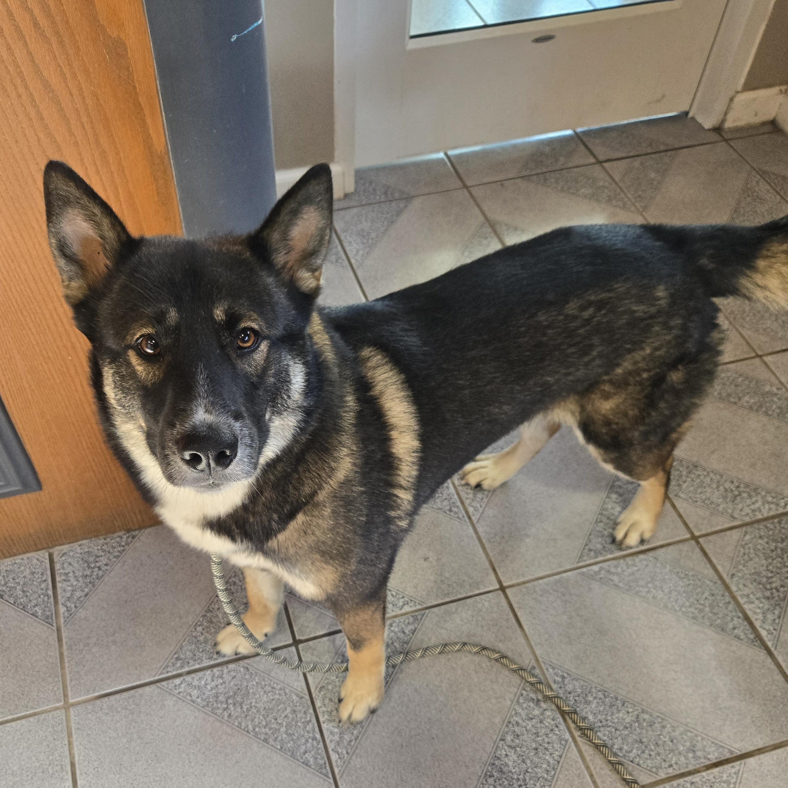 Enlarge Scooby Doo, a Adoptable mixed breed in Normal, IL image 3/5
