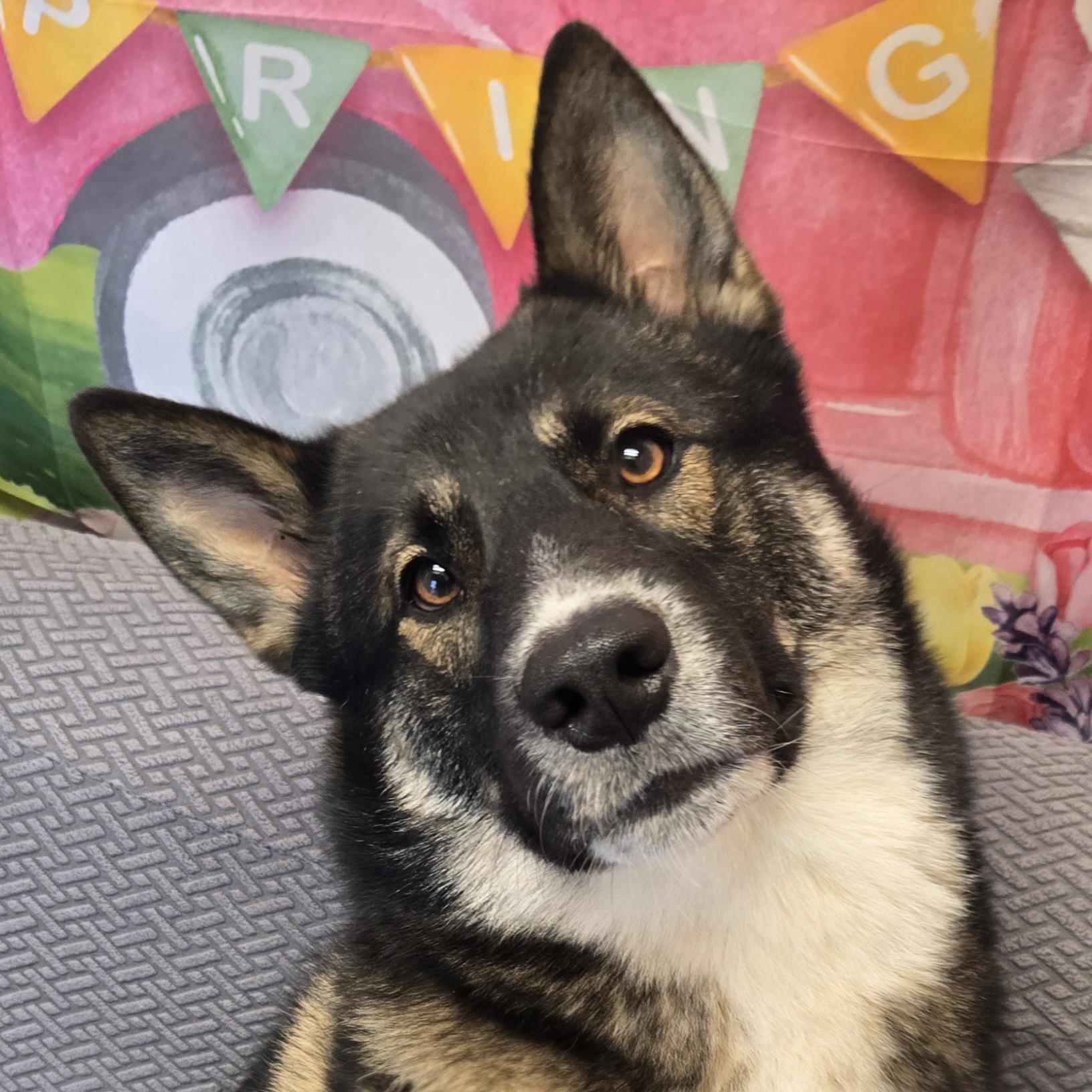 Enlarge Scooby Doo, a Adoptable mixed breed in Normal, IL image 5/5
