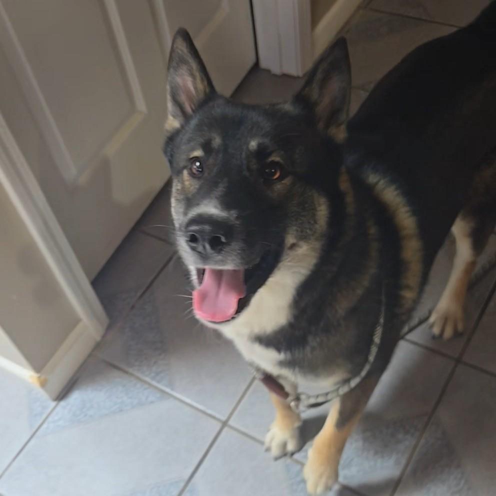 Enlarge Scooby Doo, a Adoptable mixed breed in Normal, IL image 4/5