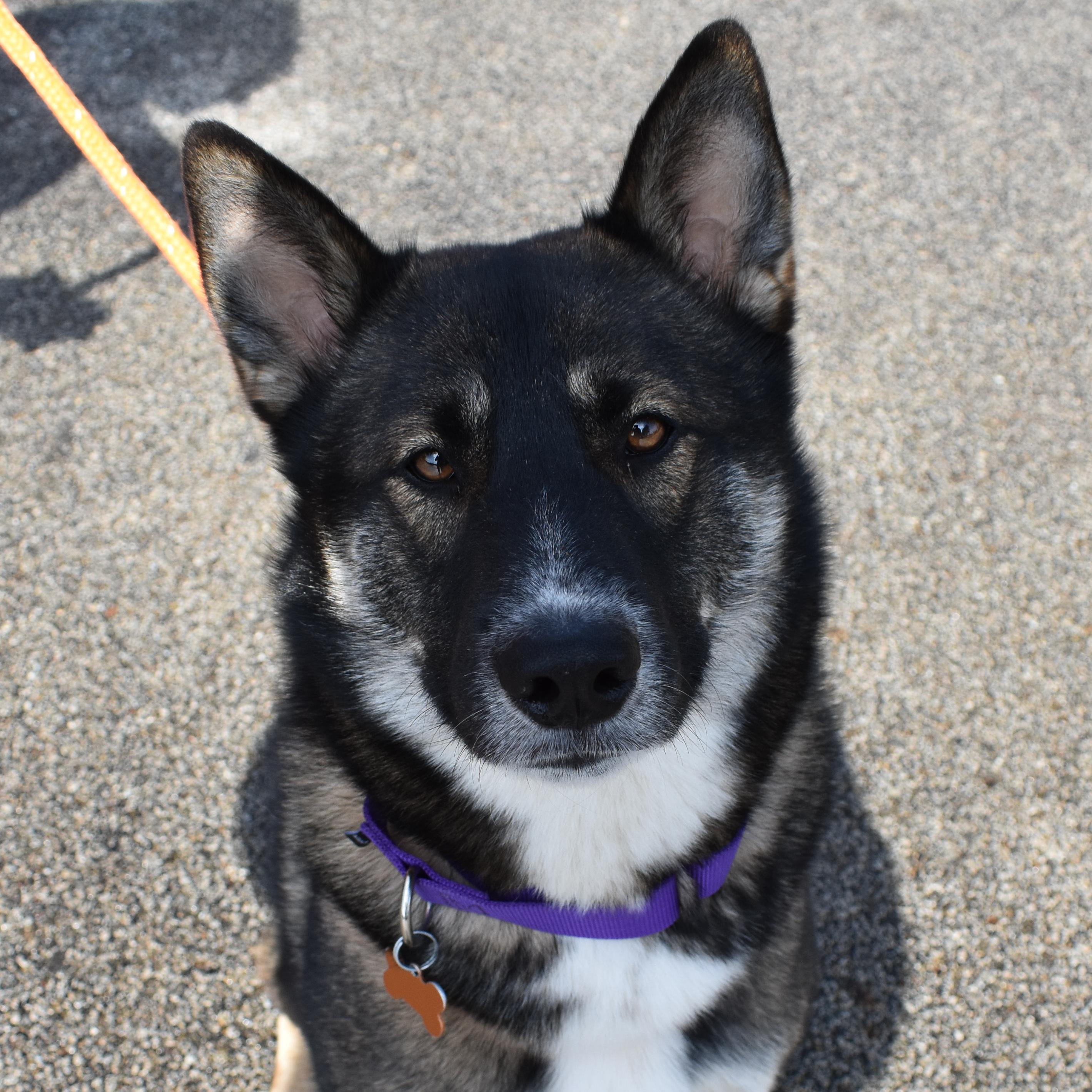 Scooby Doo, Adoptable, Adult Male Shepherd.