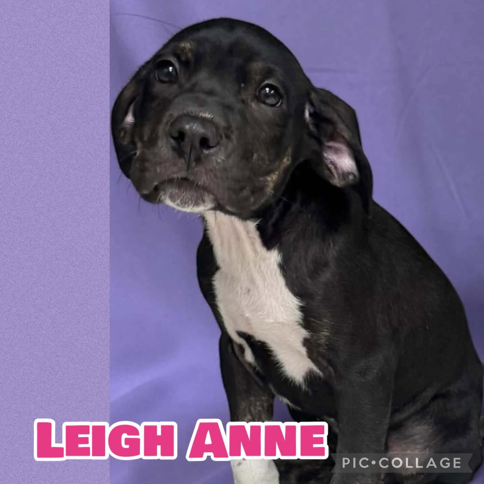 Enlarge Leigh Anne, a ADOPTABLE mixed breed in Ringwood, NJ image 1/1