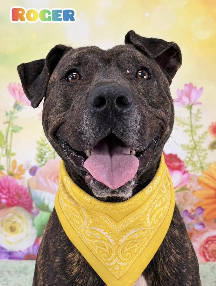 Enlarge Roger, a ADOPTABLE Mixed Breed in Flint, MI image 1/1
