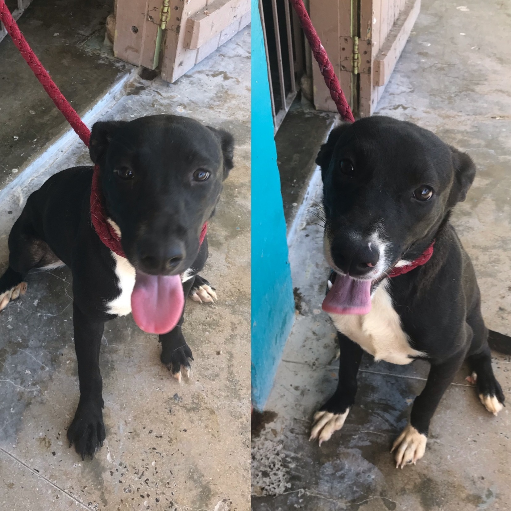 Enlarge Miroky, a Adoptable mixed breed in San Juan, PR image 1/4