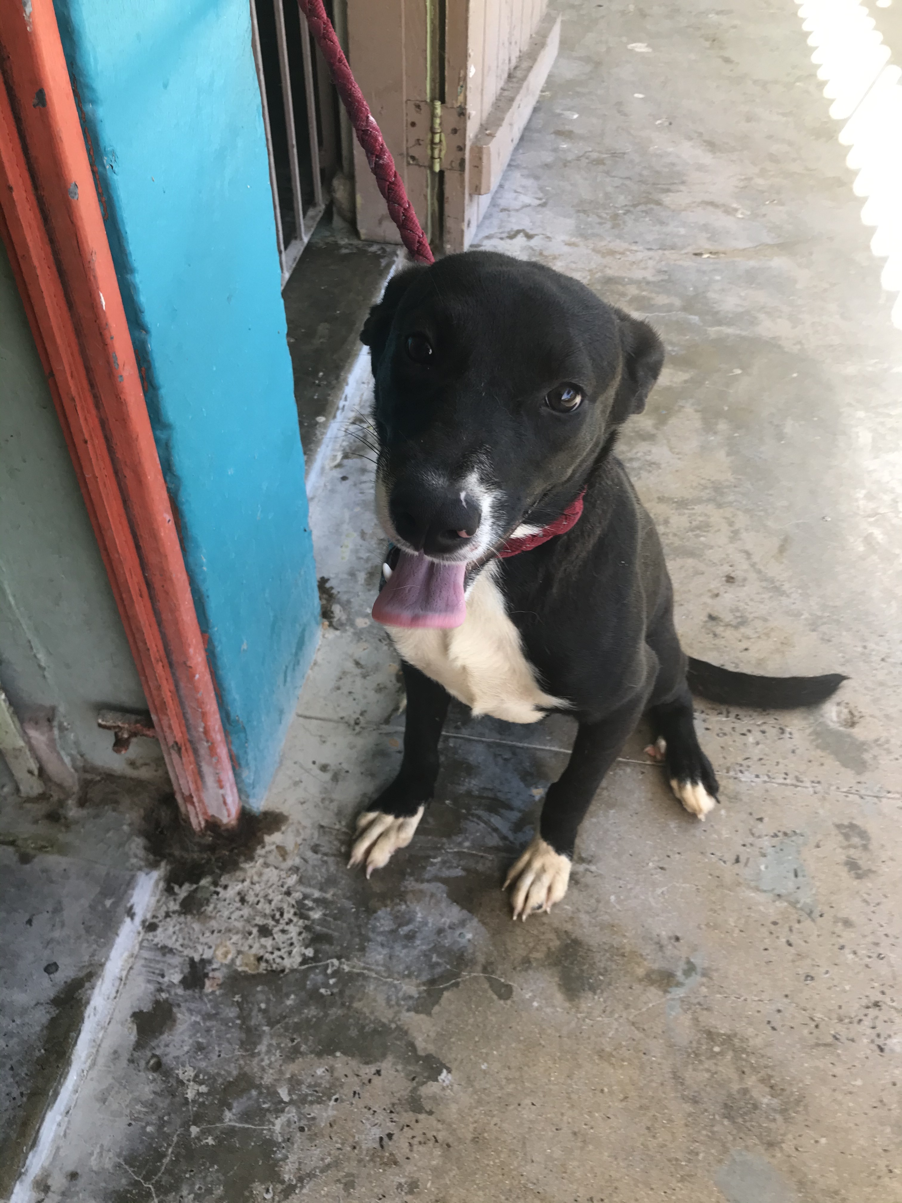 Enlarge Miroky, a Adoptable mixed breed in San Juan, PR image 2/4