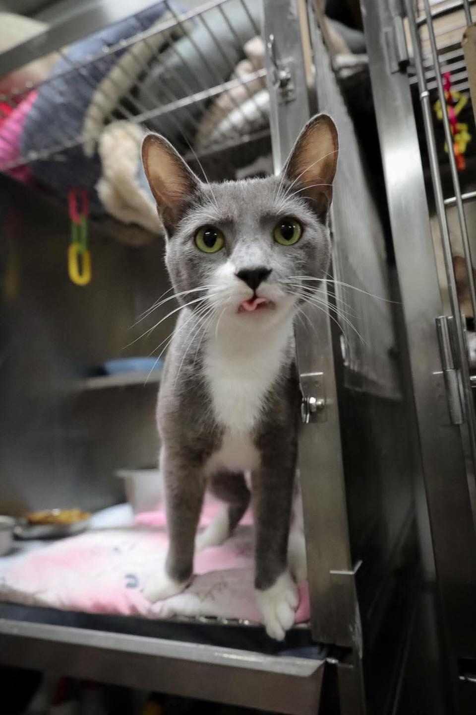 Larkin, ADOPTABLE, Adult Male Domestic Short Hair.