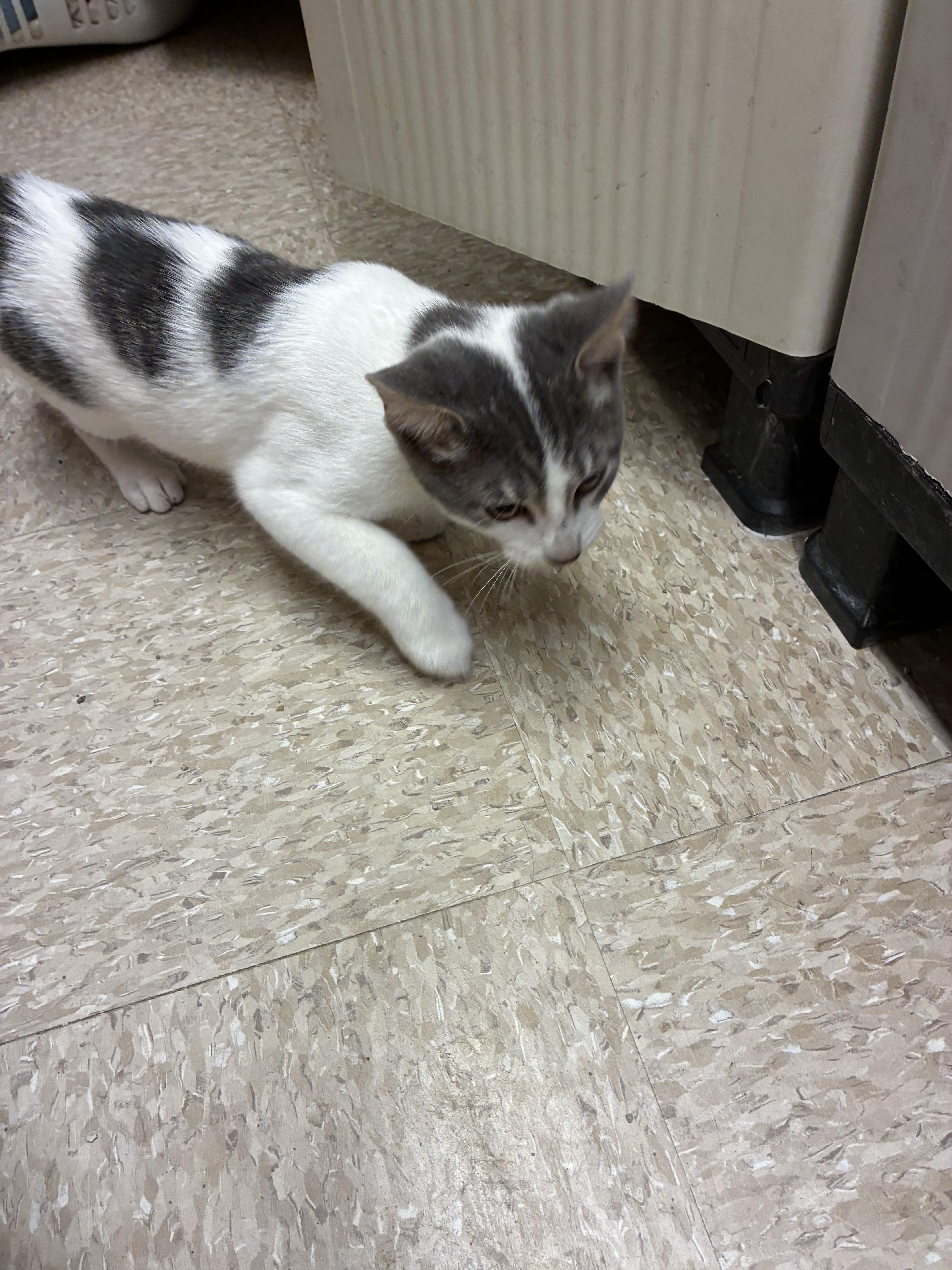 Mr. Daisy - Petsmart, Adoptable, Kitten Male Domestic Short Hair.