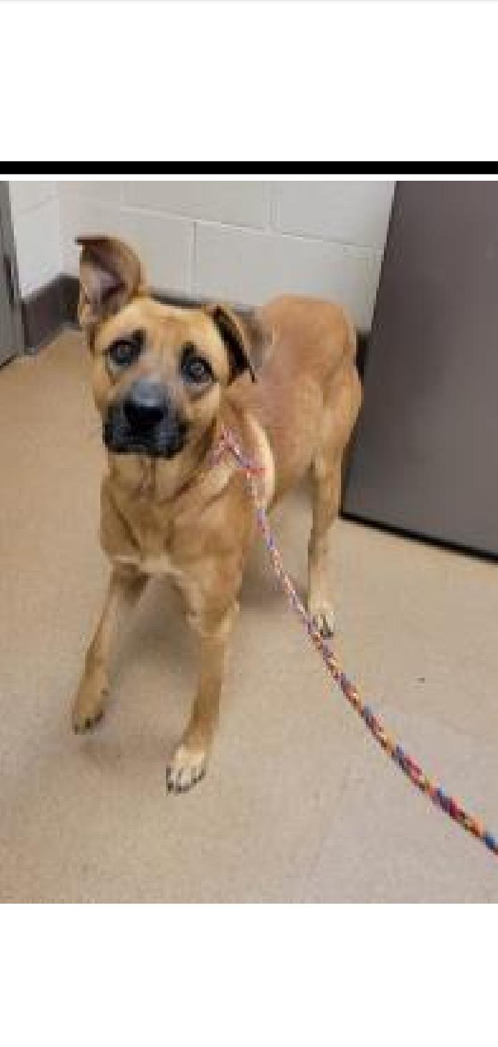 Enlarge Beckham, a Adoptable mixed breed in Seattle, WA image 2/6