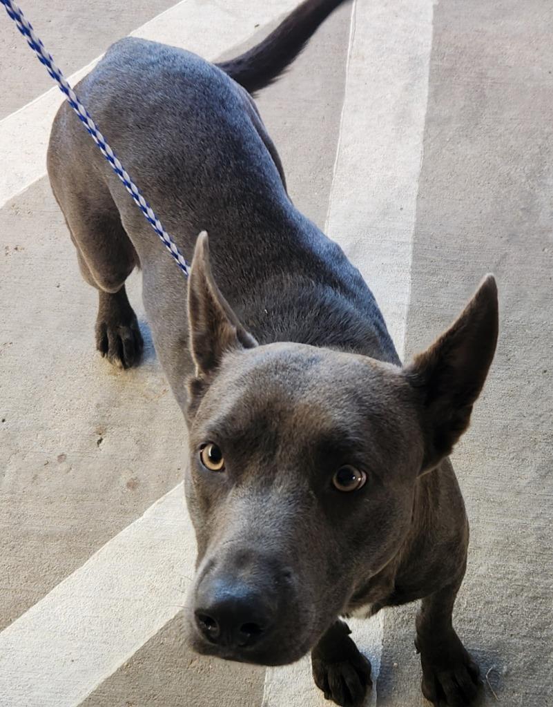 Maysie*, Adoptable, Young Female Pit Bull Terrier & Mixed Breed.