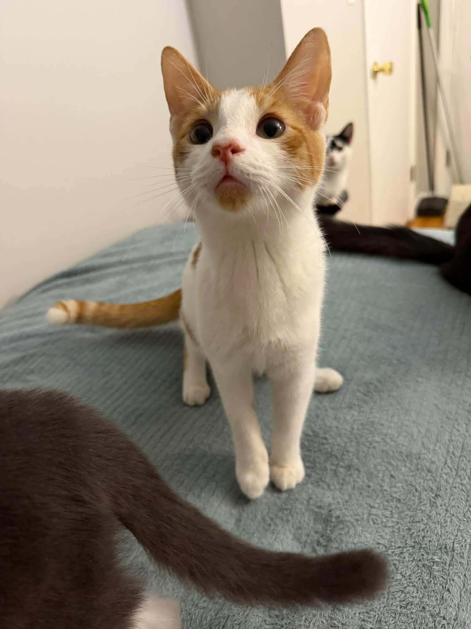 Enlarge Rocky Road -kitten, a Adoptable Domestic Short Hair in Enfield, CT image 1/6