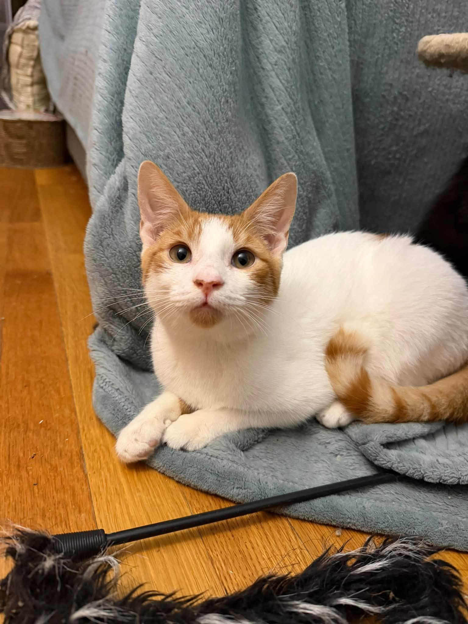 Enlarge Rocky Road -kitten, a Adoptable Domestic Short Hair in Enfield, CT image 2/6