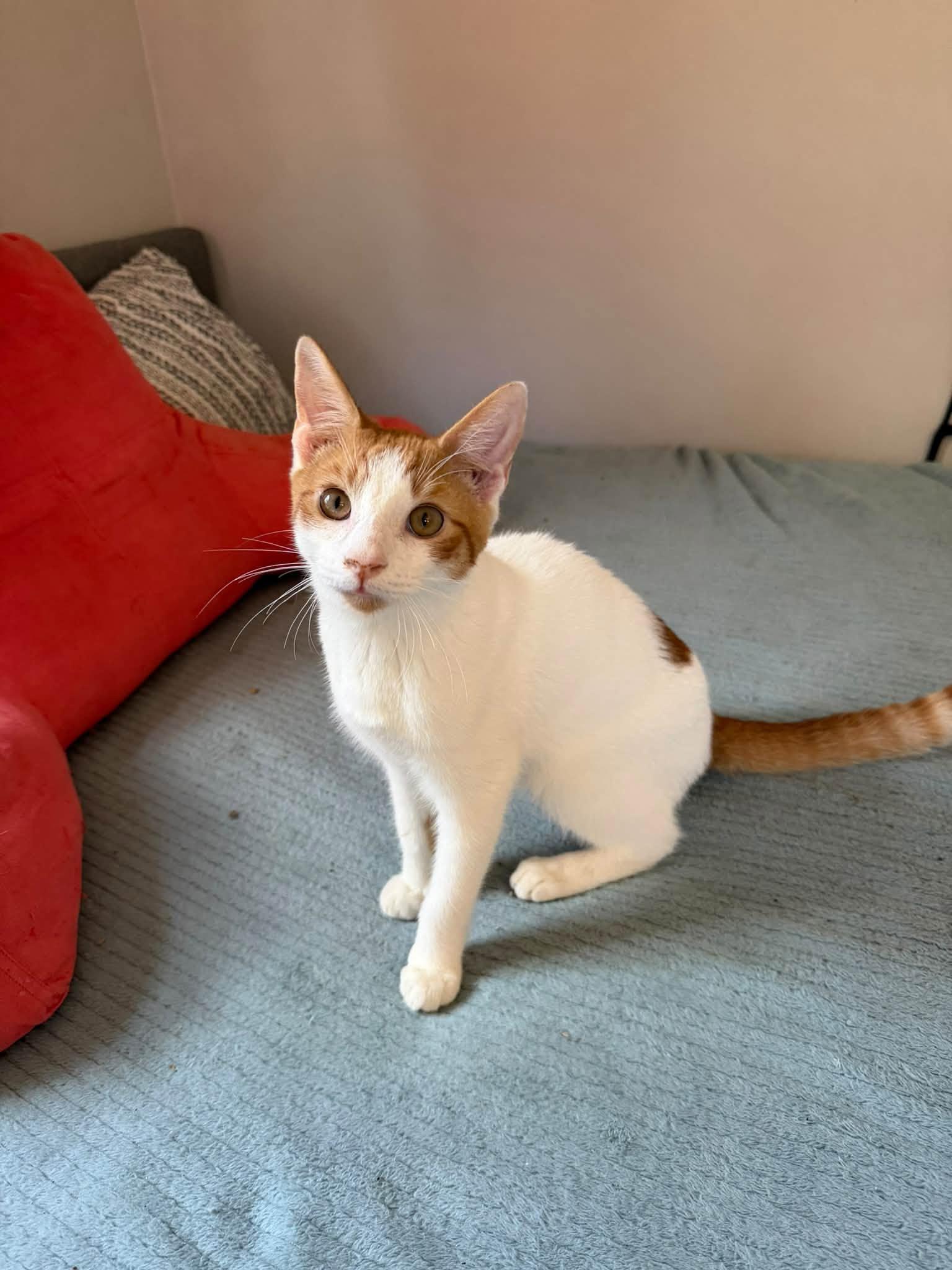 Enlarge Rocky Road -kitten, a Adoptable Domestic Short Hair in Enfield, CT image 3/6