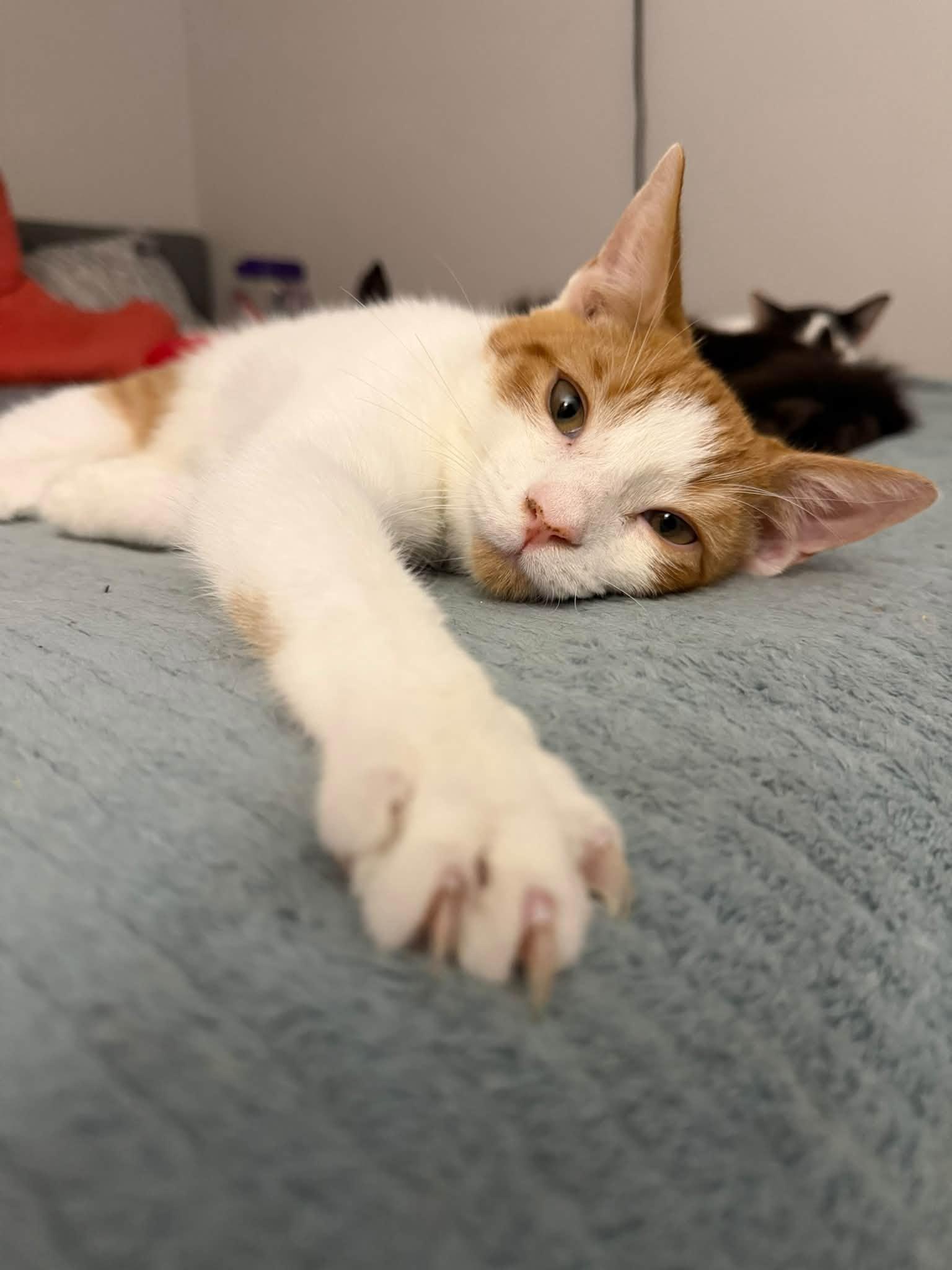 Enlarge Rocky Road -kitten, a Adoptable Domestic Short Hair in Enfield, CT image 5/6