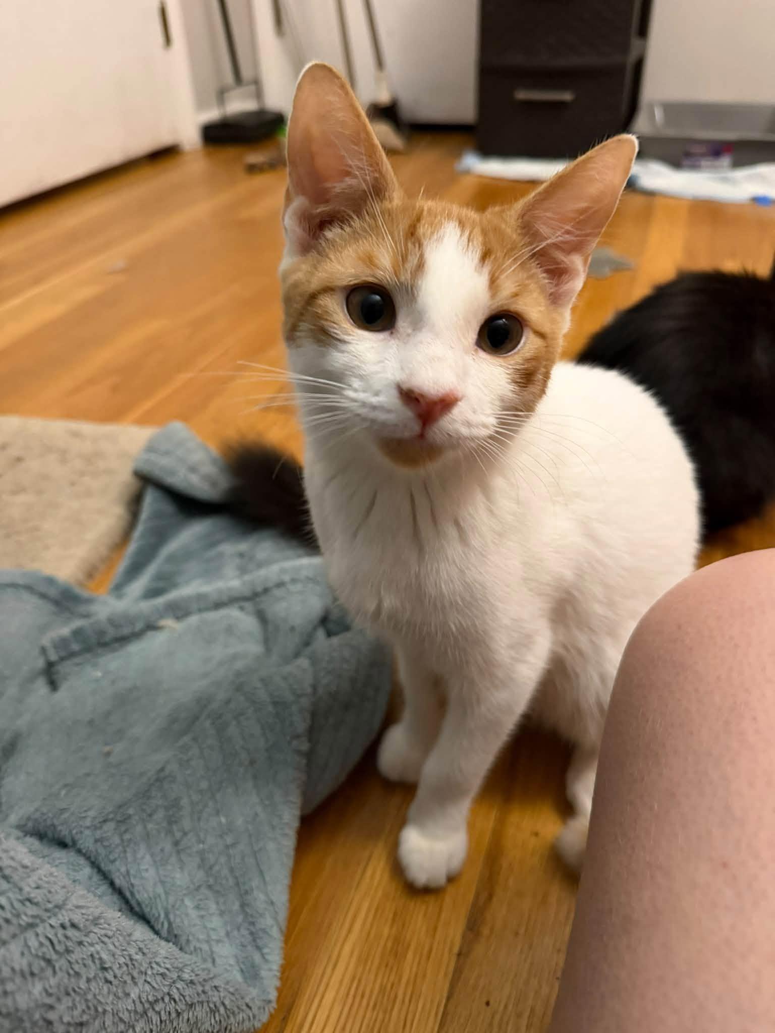 Enlarge Rocky Road -kitten, a Adoptable Domestic Short Hair in Enfield, CT image 6/6