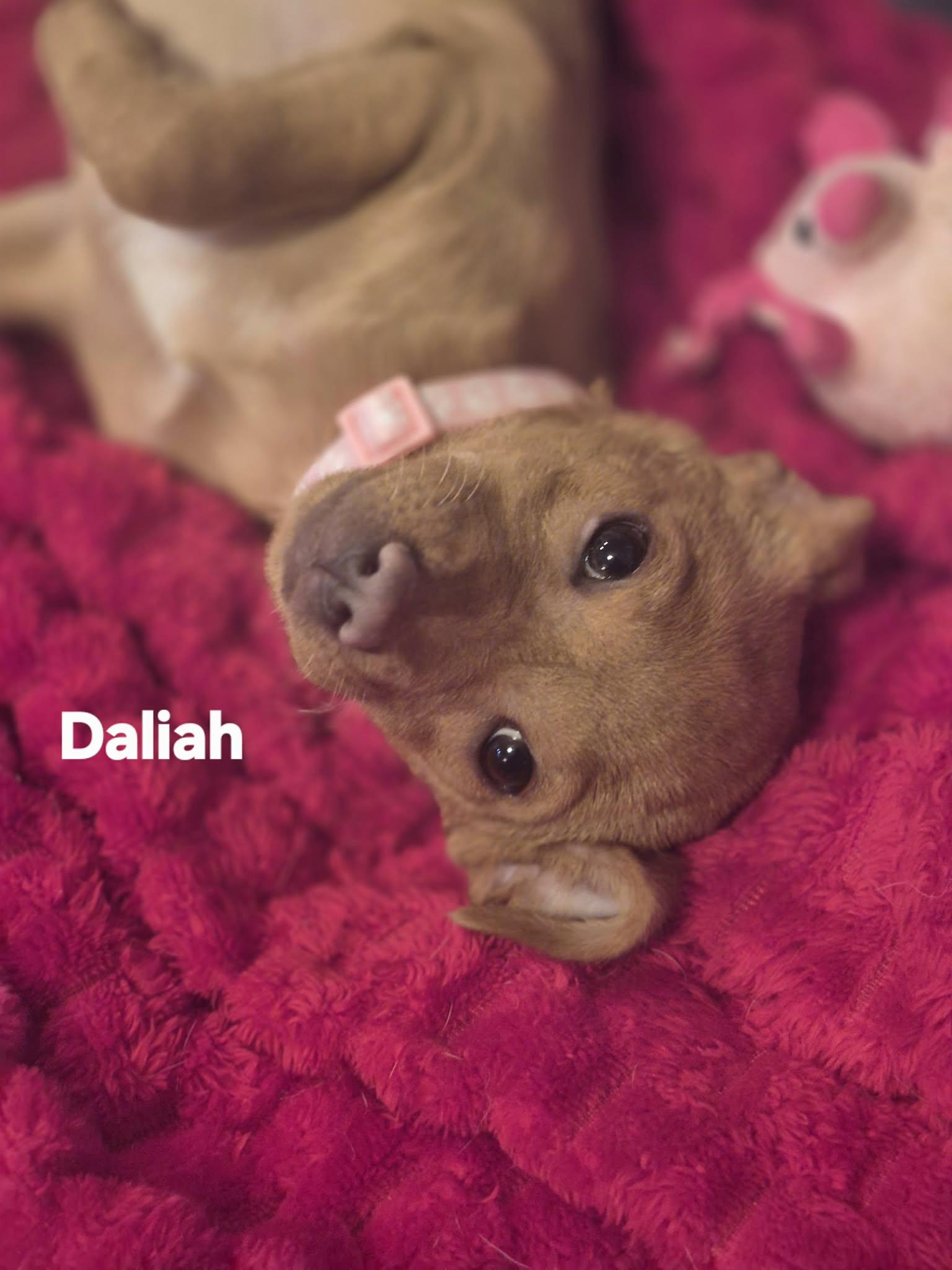 Enlarge Dash and Dalia!, a Adoptable mixed breed in Bellevue, WA image 2/6