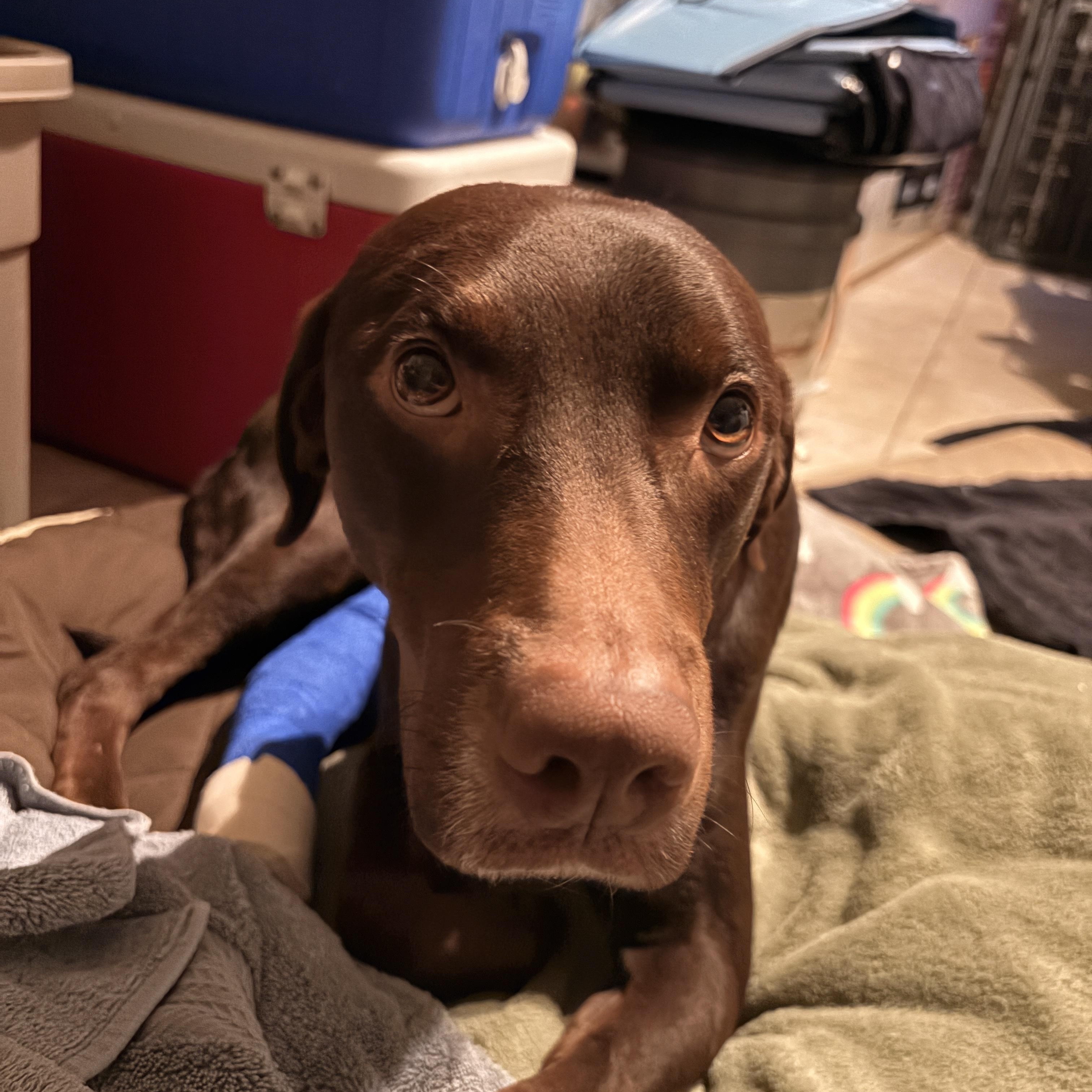 Watson, a ADOPTABLE mixed breed in Salt Lake City, UT image 4/6