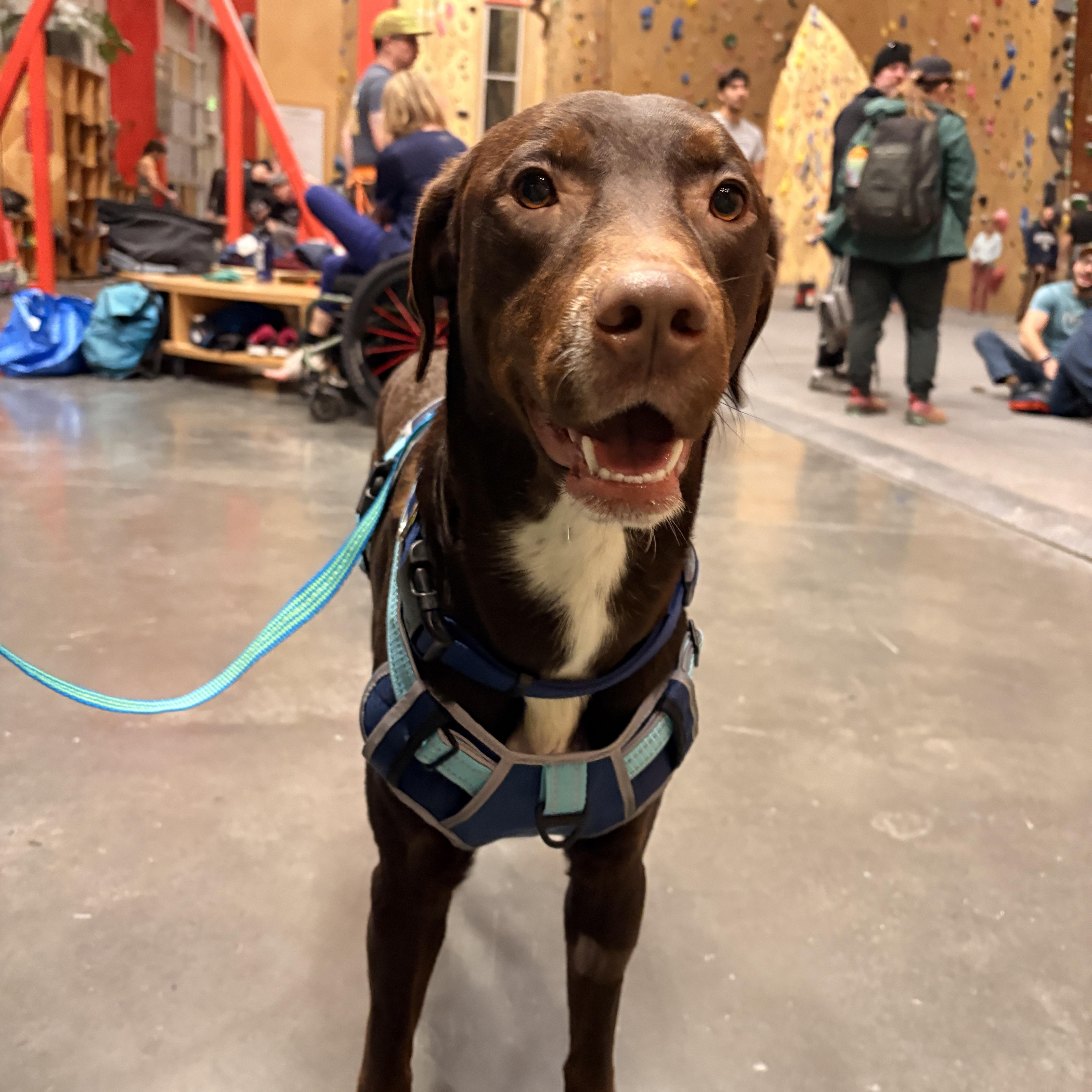 Watson, a ADOPTABLE mixed breed in Salt Lake City, UT image 2/6