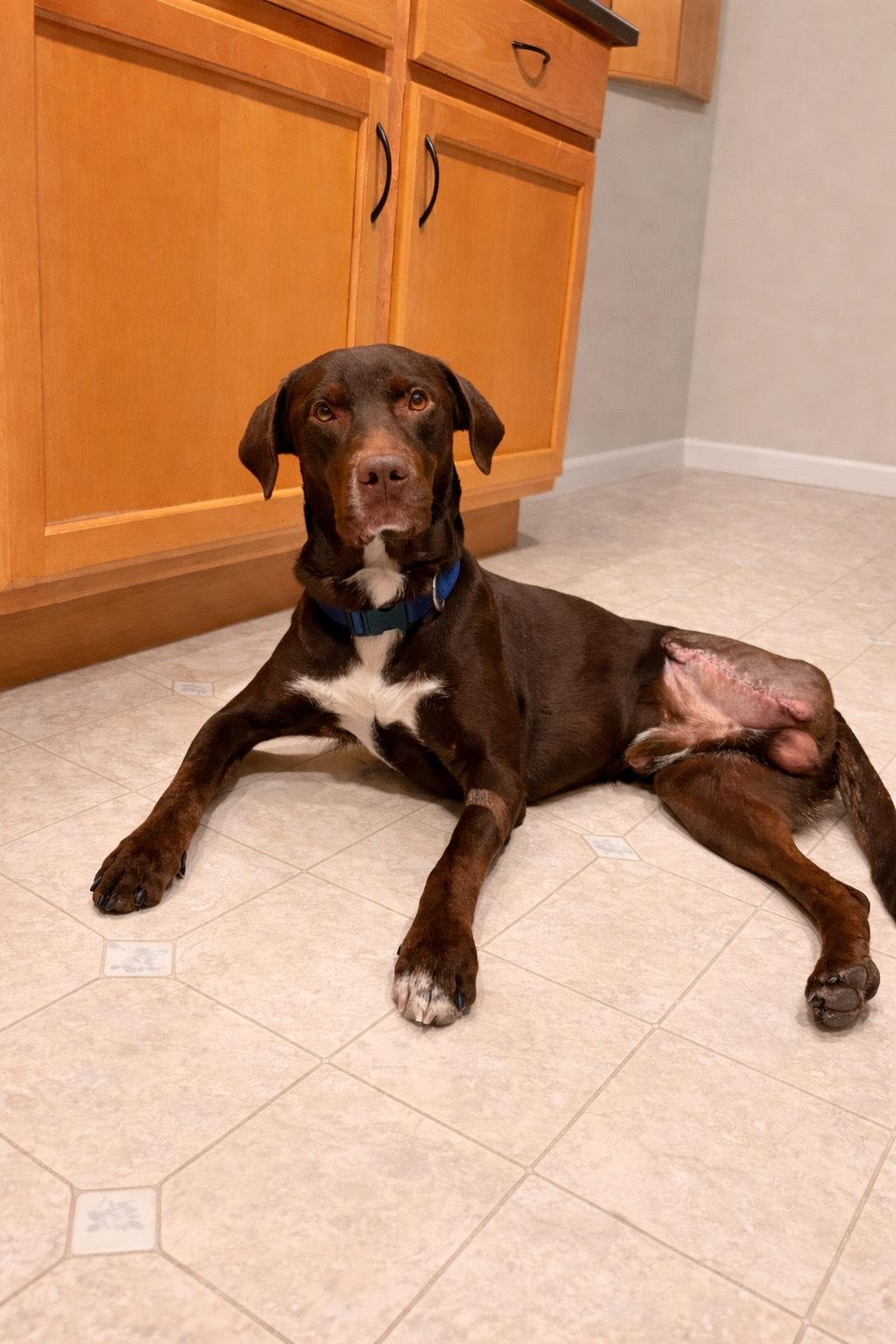 Watson, a ADOPTABLE mixed breed in Salt Lake City, UT image 6/6