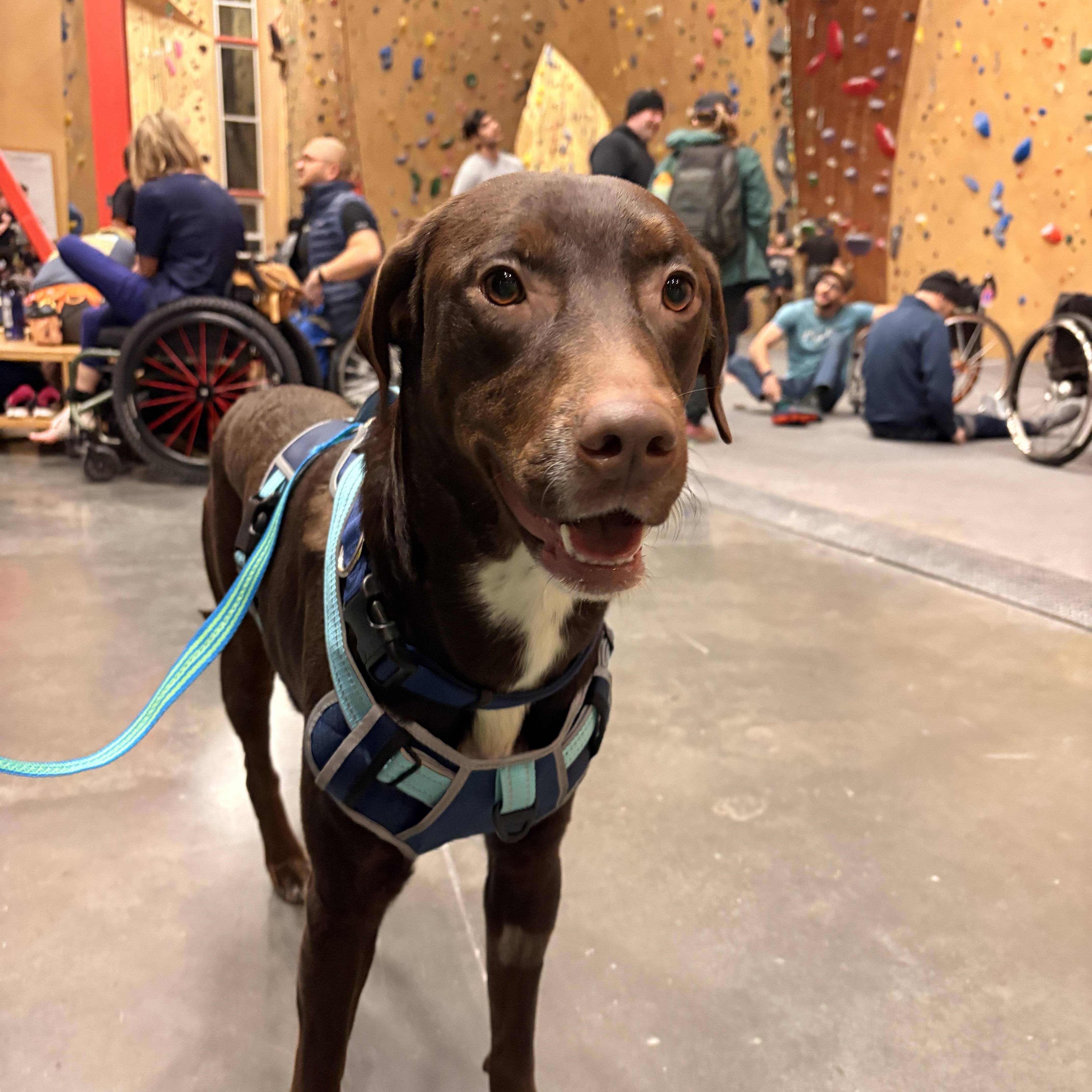 Watson, ADOPTABLE, Young Male Labrador Retriever & Pointer.