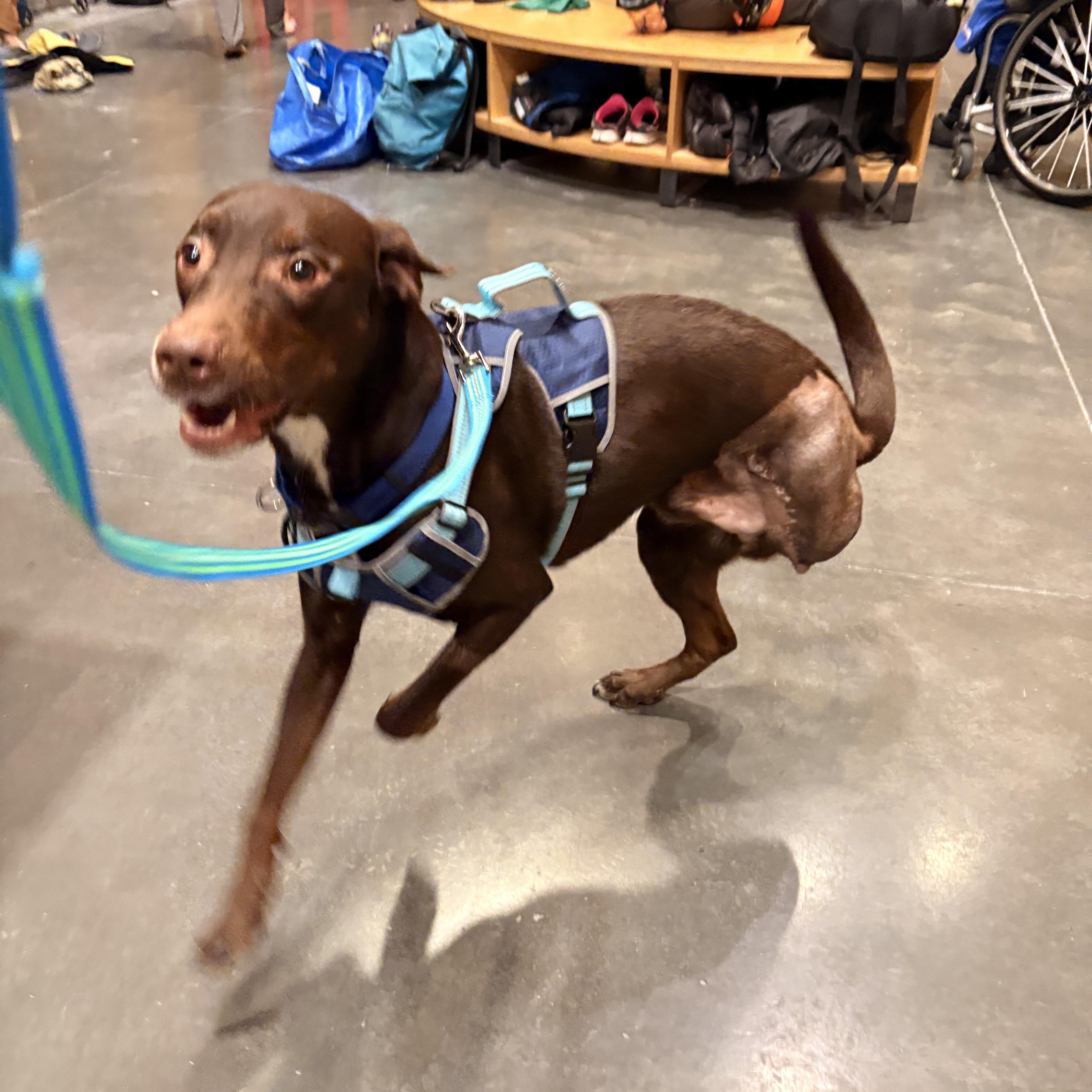 Watson, a ADOPTABLE mixed breed in Salt Lake City, UT image 5/6