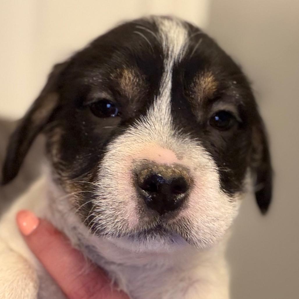 Jemmy - black, Adoptable, Puppy Female Rat Terrier & Mixed Breed.