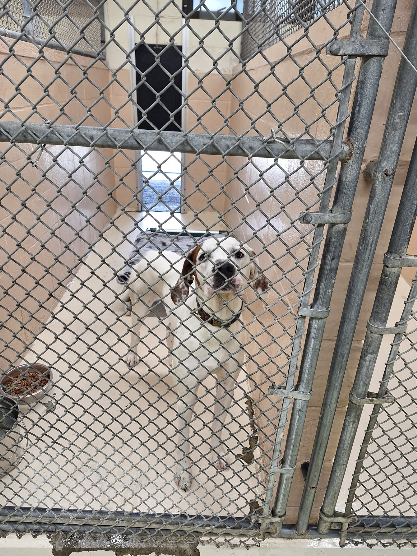 Chance, Adopted, Adult Male Mixed Breed.