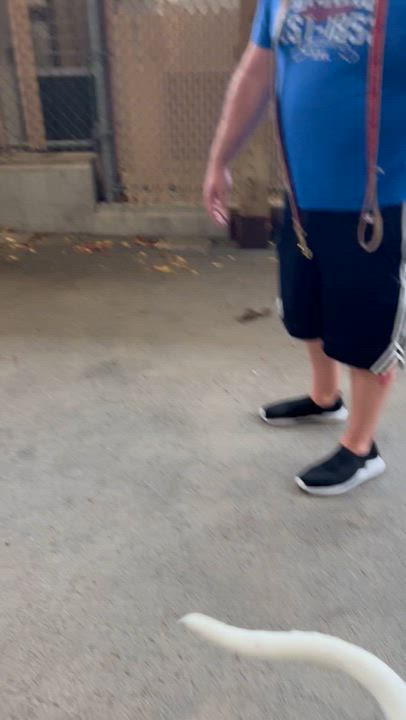 Enlarge Chance, a Adopted Mixed Breed in East Providence, RI video 2/2