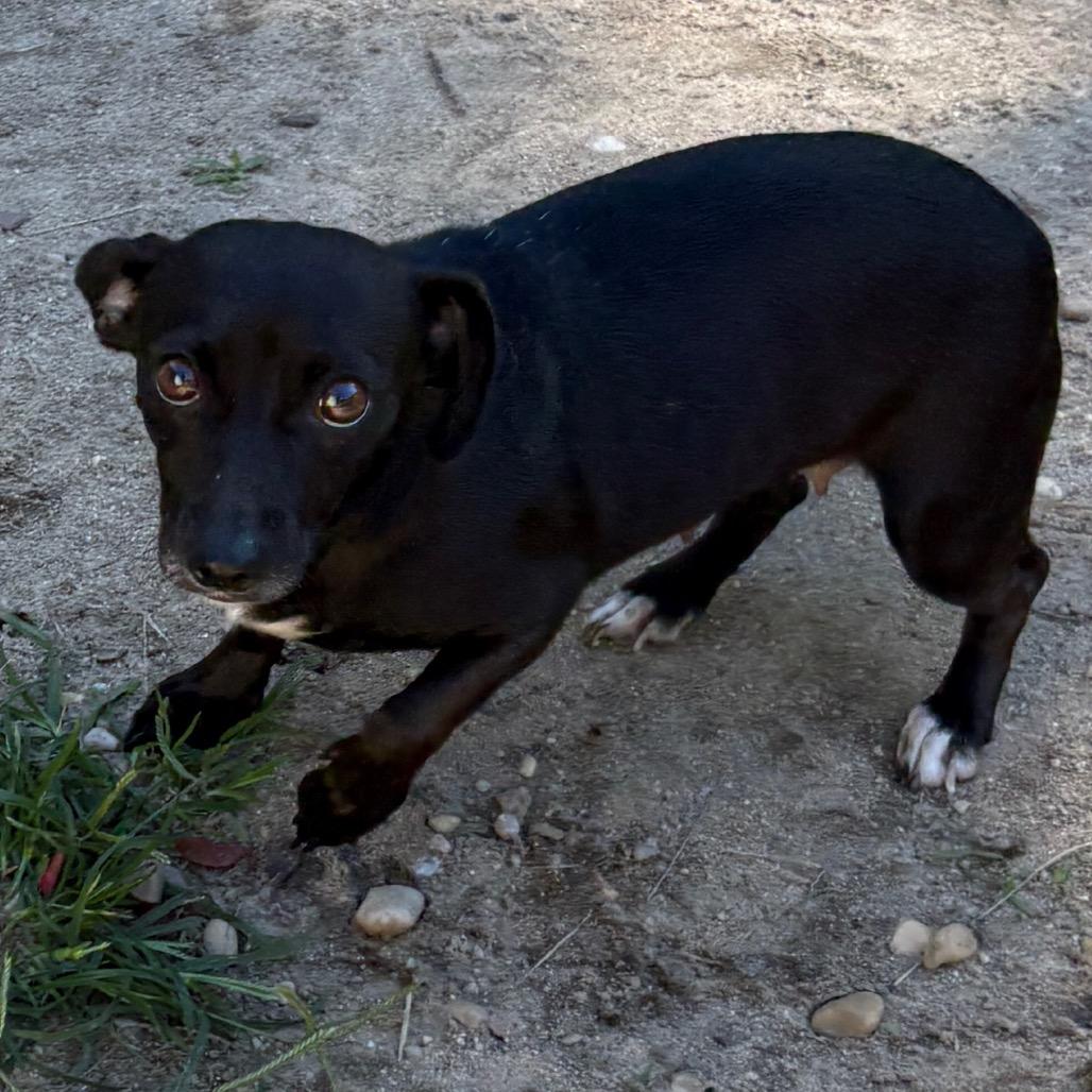 Enlarge Gossamer, a Adoptable mixed breed in Calverton, NY image 1/2