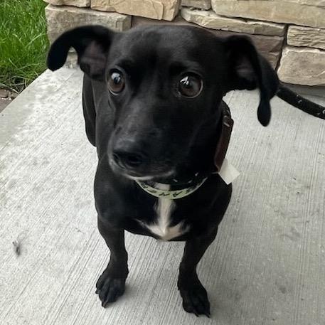 Enlarge Gossamer, a Adoptable mixed breed in Calverton, NY image 2/2