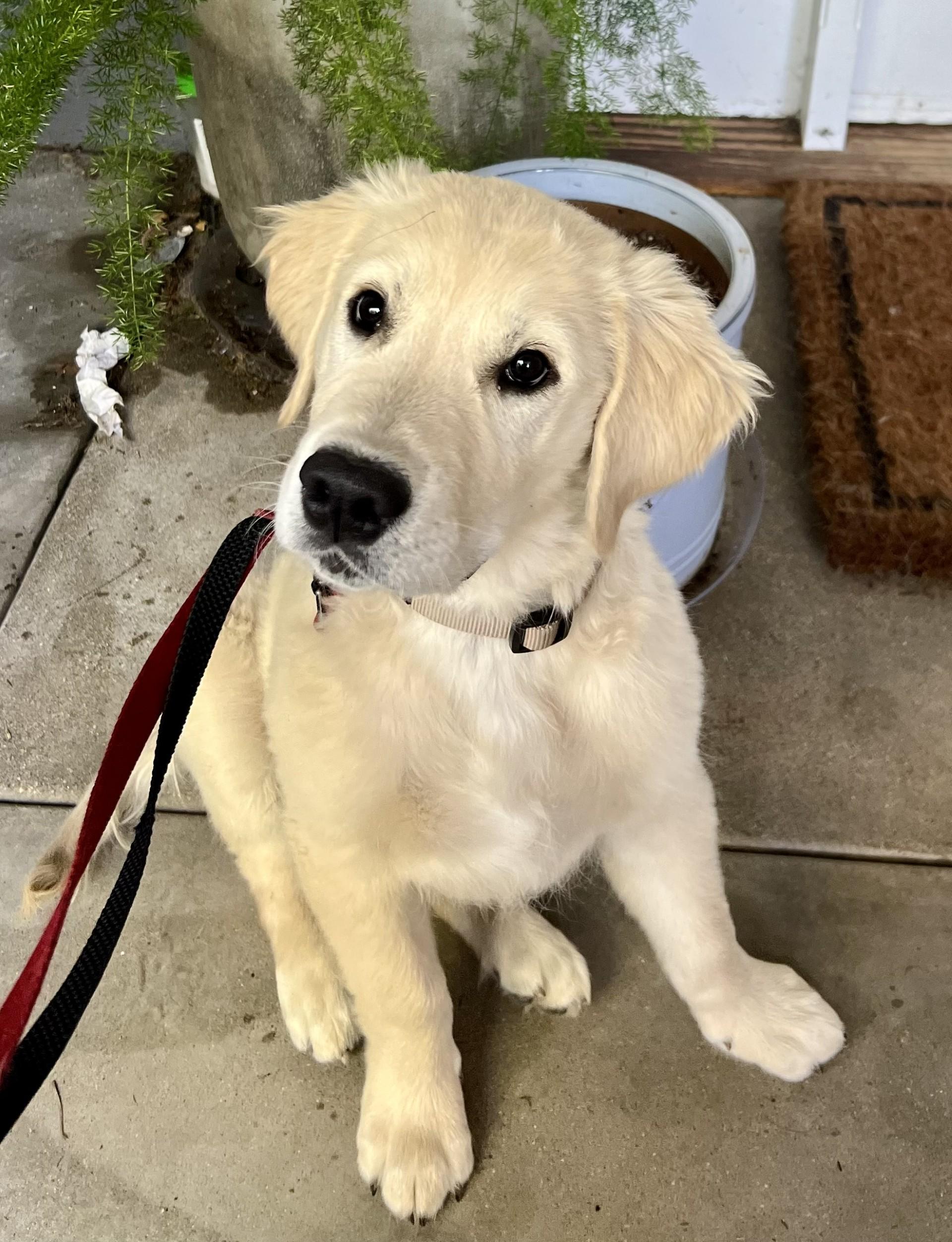 Bodie , adopted, Puppy Male Golden Retriever.