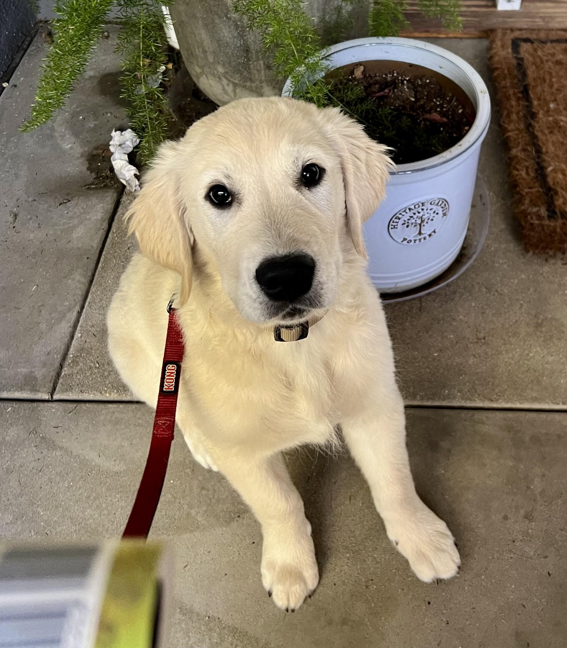 Enlarge Bodie , an adopted Golden Retriever in Los Alamitos, CA image 2/2