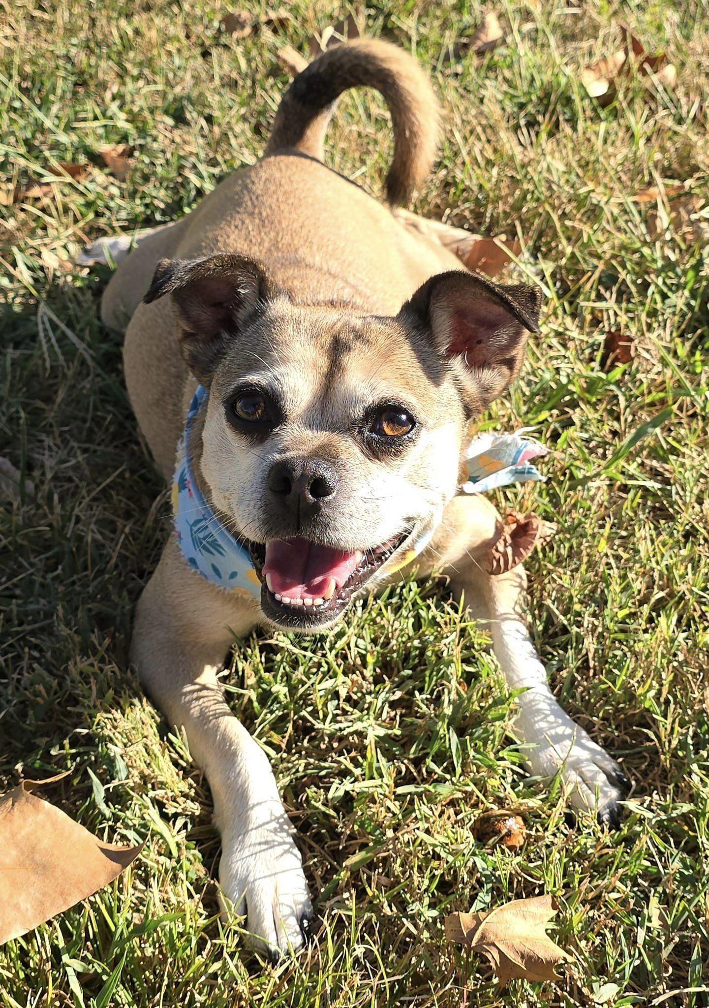 Birmingham, Adopted, Senior Female Boston Terrier & Pug.