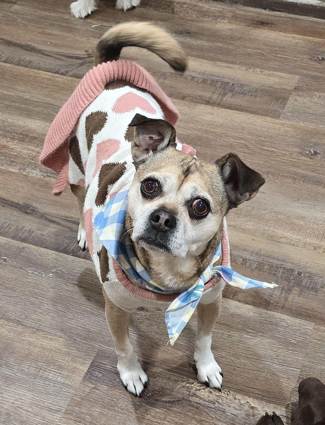 Enlarge Birmingham, a Adopted mixed breed in Lee's Summit, MO image 2/3