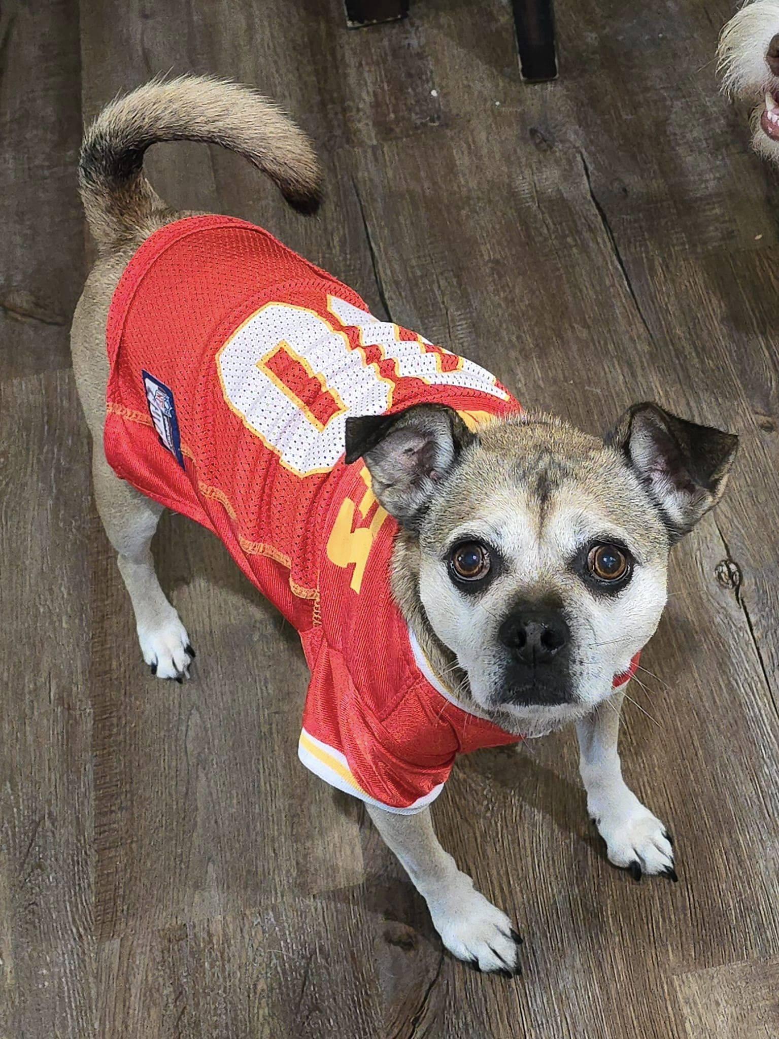 Enlarge Birmingham, a Adopted mixed breed in Lee's Summit, MO image 3/3