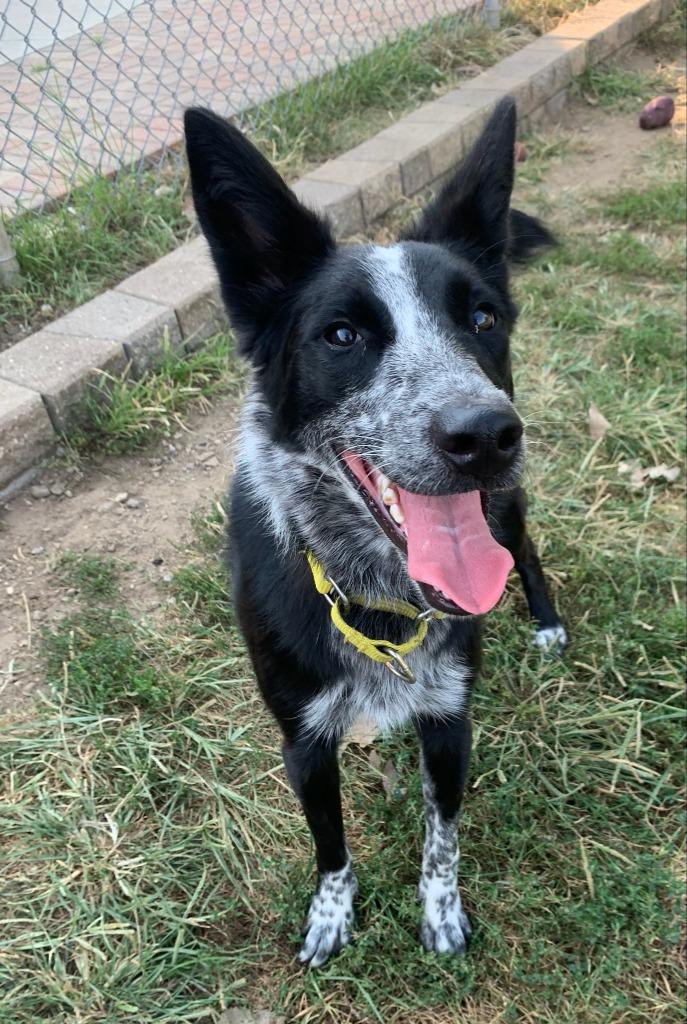 Enlarge Abby, a Adoptable mixed breed in South Bend, IN image 1/6