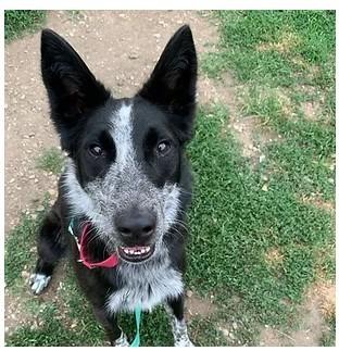 Enlarge Abby, a Adoptable mixed breed in South Bend, IN image 2/6